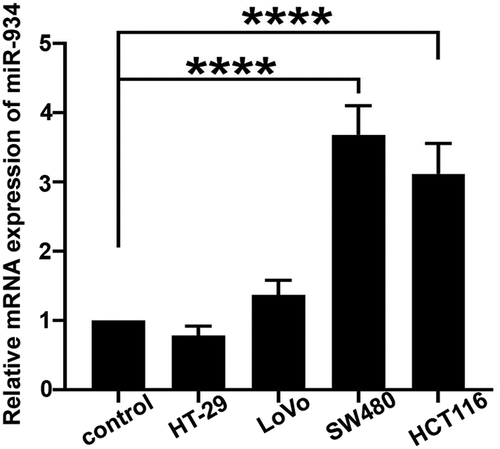 Figure 1. The expression of miR-934 in colorectal cancer (CRC) cell lines. Expression levels of miR-934 in colorectal cancer cell lines (HT-29, LoVo, SW480 and HCT116) and normal colonic epithelial cells were detected by qRT-PCR. Bars and error bars represent mean values and the corresponding SD, n = 3. *P < 0.05, **P < 0.01, ***P < 0.001, ****P < 0.0001
