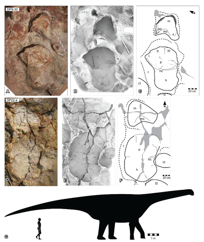 FIGURE 26. Broome sauropod morphotype A, from the Yanijarri–Lurujarri section of the Dampier Peninsula, Western Australia. Coupled right manual and pedal impressions, UQL-DP8-30, preserved in situ as A, orthophotograph; B, ambient occlusion image; and C, schematic interpretation. Coupled right manual and pedal impressions, UQL-DP22-4, preserved in situ as D, orthophotograph; E, ambient occlusion image; and F, schematic interpretation. G, silhouette of hypothetical trackmaker of Broome sauropod morphotype A, based on UQL-DP8-30, compared with a human silhouette. Abbreviations: h, heel region; hc, heel-demarcating crease; I–III, selected areas of impressions by digits I, II, and III, respectively; m, manual impression; mc, molded ridge, representing a groove on the palmar-caudal surface of the trackmaker's manus; p, pedal impression; po, deep trace of the pollex; r, expulsion rim; s, shallow lateral trace; t1–2, tracks extraneous to the described couplet specimens. See Figure 19 for legend.