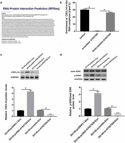 Figure 8. Prediction and verification the relationship between CXCL14 and lncAY927529. RPIseq (http://ctsb.is.wfubmc.edu/projects/rpi-pred/rpipred1.php) (a) and Pull down assay (b) were used to predict and verify the relation of lncAY927529 and CXCL14. *P < 0.05 compared with control or scramble AY927529 group. (c and d) Western blot assay was used to detected CXCL14 and ERK phosphorylated protein levels in ST2 cells treated with exosomes derived from DU145 cells with knockdown of AY927529 or overexpression of AY927529 for 48 h, and the conditioned medium (ST2-CM) was collected. *P < 0.05 compared with DU145-pcDNA3.1-Exo group or DU145-scramble-Exo group. N = 4, data were expressed as mean ± SEM; Student’s t test or one-way ANOVA was used for analyzing data