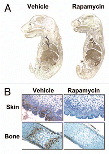 Figure 2 Effect of rapamycin on DNA synthesis in E19 fetal rats. E19 fetuses were injected in situ with DMSO vehicle or rapamycin plus BrdU. The fetuses were replaced and gestation was allowed to continue for 24 h. (A) Fetal whole mounts were fixed in formalin, paraffin-embedded and stained for BrdU. (B) Formalin-fixed, paraffin embedded tissues were stained for P-S6235/236 and counterstained with hematoxylin (from ref. Citation29; Sanders et al. Am J Physiol Cell Physiol 2008; 295:406).