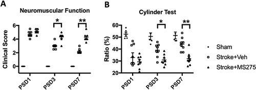 Figure 7 HDAC1 dysfunction elicited worsened behavioral outcomes in the mNSS and cylinder tests at post-stroke days (PSD) 1, 3, 7. (A) Evaluations for neuromuscular function by modified neural severity scores (mNSS) in cerebral ischemia rats at PSD 1, 3, 7. (B) Evaluation for forepaw using ability in cerebral ischemia rats at PSD 1, 3, 7. Sham n=6, Stroke+Vehicle n=8, Stroke+MS275 n=8. Data was evaluated by one-way ANOVA, *p < 0.05, **p <0.01.