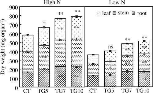 Figure 5. Dry weight of control (CT) and transgenic (TG5, TG7 and TG10) lines under high and low N conditions at the seedling stage. Data represent the mean values ± SD (n = 9). Statistical analysis of the data was performed by one-way ANOVA. Asterisks indicate that the mean values of TG5, TG7 and TG10 lines are significantly different from that of CT at p < 0.05 (*) and p < 0.01 (**). The letters ‘ns’ indicate not significantly different from CT at p < 0.05.