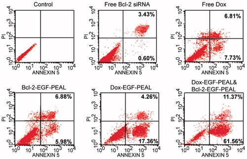Figure 6. Apoptotic effect of H1299 cells after incubation with Dox-EGF-PEAL NPs, Bcl-2-EGF-PEAL NPs, free Dox and free Bcl-2 siRNA for 24 h.