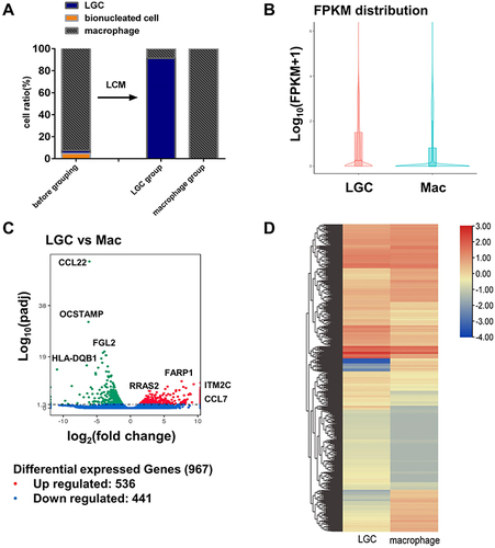 Figure 2 RNA sequencing analyses of in vitro human LGCs and macrophages. (A) Average ratio of the cells before and after the LCM. RNA sequencing was performed on the cell sample in the LGC group and macrophage group after the LCM. (B) Violin plot depicting the gene expression distributions of LGCs and macrophages. (C) Volcano plot showing log2 fold change plotted against log10 adjusted P value of DEGs. (D) Heatmap of unsupervised hierarchical clustering of DEGs.
