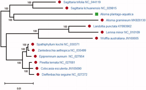 Figure 1. Phylogenetic relationships of Alisma plantago-aquatica with 12 plant species based on maximum likelihood analysis of 20 chloroplast protein-coding genes. Bootstrap support values based on 2000 replicates are shown next to the nodes.