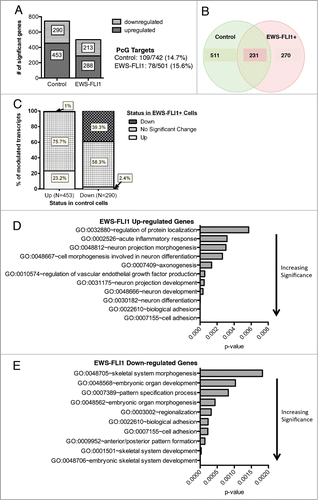 Figure 3. EWS-FLI1 disrupts normal regulation of developmental transcriptional programs during stem cell differentiation. (A). Gene expression profiling was performed in triplicate on EGFP-(control) and EWS-FLI1-EGFP (EWS-FLI1)-transduced NCSC before and after exposure to differentiation conditions for 6 weeks. Histograms show the number of genes that changed over time in each condition following exposure to differentiation media (FDR<0.05 and Fold change >1.5). Polycomb target genes represented ∼15% of the genes in each gene set. (B). Venn diagram shows minimal overlap between differentially modulated genes in the control and EWS-FLI1+ cells. (C). Histograms of gene expression profiling data outlined in A-B show that the presence of EWS-FLI1 results in differential modulation of both up and downregulated genes with less than half of significantly altered genes in control cells being similarly altered in EWS-FLI1+ cells. (D). Gene ontologic analysis of divergently regulated genes shows that genes involved in neural differentiation and cell adhesion were over-represented among genes that were aberrantly upregulated in the presence of EWS-FLI1. (E). Skeletal system morphogenesis and development genes were aberrantly downregulated in EWS-FLI1+ cells (x axis=enrichment score P-value calculated relative to all HuEx trancripts).