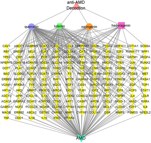 Figure 1. Network between the four ingredients of the anti-AMD decoction and AMD-related disease targets. The yellow diamonds represent the potential action targets, pink triangle represents the anti-AMD decoction, light blue triangle represents AMD, and other polygons of different colors represent the main active ingredients in the anti-AMD decoction.