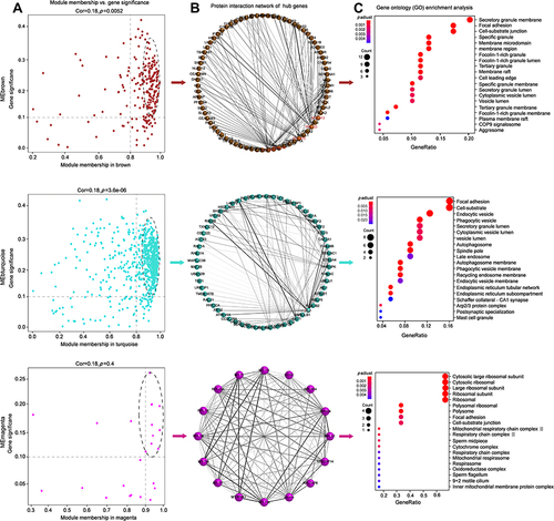 Figure 4 Bioinformatics analysis for hub genes of MEbrown, ME turquoise and MEmagenta. (A) Scatterplot of gene significance (y-axis) vs module membership (x-axis). The hub genes were selected with gene significance > 0.1 and module membership > 0.9. (B) PPI network analysis of the hub genes. The grayscale value of each line correlates with the degree of interaction. (C) GO enrichment of the hub genes.