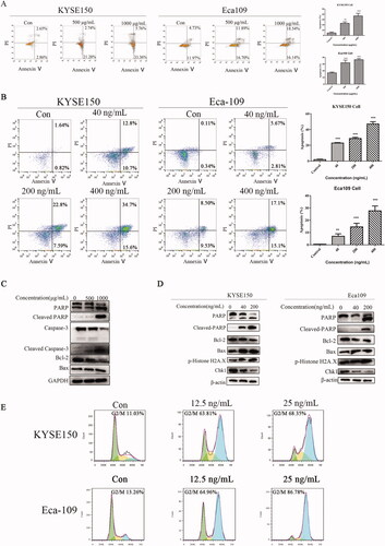 Figure 5. DNA damage, cell cycle arrest analysis, and apoptosis of EC cells. (A,B) Flow cytometry analyses of apoptosis in KYSE150 and Eca109 cells treated with Fv-LDP-D3 and Fv-LDP-D3-AE, respectively. (C) Western blot analysis of apoptosis-related proteins in KYSE150 cells treated with Fv-LDP-D3. (D) Western blot analysis of apoptosis- and DNA damage-related protein expression in KYSE150 and Eca109 cells treated with Fv-LDP-D3-AE. (E) Cell cycle arrest in KYSE150 and Eca109 cells treated with Fv-LDP-D3-AE was determined by flow cytometry. Results are reported as means ± standard deviation (SD) (n = 3). **p < 0.01, ***p < 0.001 versus control group.