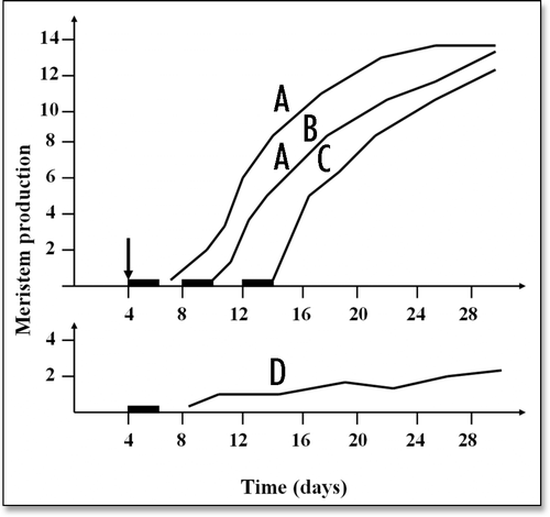 Figure 4 (A–D) A typical example of the time course of the production of epidermal meristems in flax hypocotyls. The seedlings were given a manipulation stimulus (↓) on day 4 (curves A–C) and they were subjected to transient calcium depletion (−) beginning on days 4 (curves A and D), 8 (curve B) or 12 (curve C). In each case, 10 seedlings were sampled per day up to the 30th day and the curves represent the mean number of epidermal meristems produced per seedling. For the seedlings subjected to both the manipulation stimulus and the transient calcium depletion (curves A–C), it appears clearly (1) that the final number of meristems per seedling was always approximately the same (12–14 in this present case) but that delaying the calcium depletion treatment relative to the manipulation stimulus resulted in correspondingly delaying the production of meristems and (2) that the number of meristems produced in the nonstimulated controls (curve D) was always very low (″ 2 in this present case). (Figure modified from Verdus et al.Citation16).