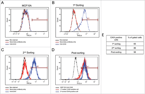 Figure 1. Isolation of CAIX-positive cells using flow cytometry. Panel A. Normoxic MCF10A cells served to identify CAIX-negative cells. The black line represents MCF10A cells that were not exposed to either primary antibody (the M75 monoclonal antibody) or the secondary mouse-specific IgG. The red line represents cells that were exposed to secondary antibody, only. The blue line represents cells that were exposed to both primary and secondary antibodies. Panel B. Separation of CAIX-positive from CAIX-negative cells in the original line. Color coding is the same as described in Panel A. CAIX-positive cells were gated and collected for expansion, representing the 1st sorting. Panel C. The expanded cells (from Panel B) were reanalyzed by flow cytometry for a 2nd sorting. Color coding is the same as described in Panel A. Panel D. Post-sorting analysis. Cells collected at the 2nd sorting were re-analyzed by flow cytometry for a final time and superimposed (blue line) on the gated cells from the 2nd sorting (red line) and CAIX-negative MCF10A cells (black line). Panel E. The table shows the % of gated cells at each step that are CAIX-positive.