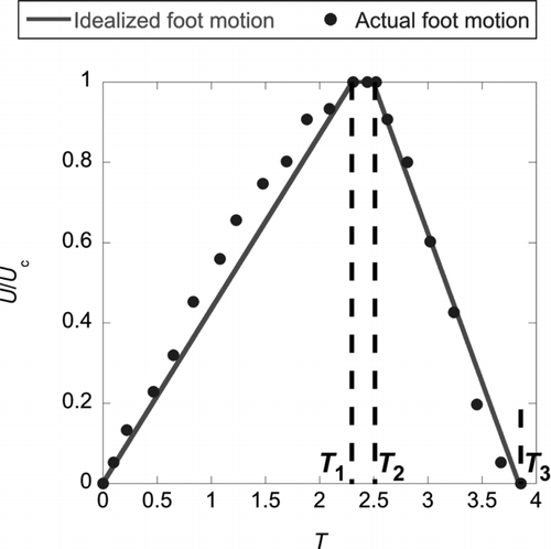 FIG. 3 Velocity time-histories of the human foot stomping and the idealized motions.