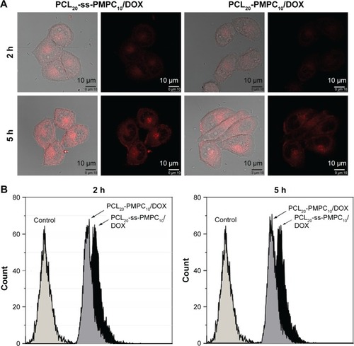Figure 8 Cellular uptake and intracellular drug release by CLSM (A) and FCM (B).Note: HeLa cells were incubated with DOX-loaded micelles with the final DOX concentration of 10 μg/mL at 37°C for 2 or 5 h.Abbreviations: CLSM, confocal laser scanning microscopy; FCM, flow cytometry; DOX, doxorubicin; PCL-ss-PMPC, poly(ε-caprolactone)-b-poly(2-methacryloyloxyethyl phosphorylcholine) with disulfide; PCL-PMPC, poly(ε-caprolactone)-b-poly(2-methacryloyloxyethyl phosphorylcholine) without disulfide.