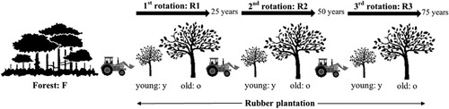 Figure 1. Experimental design of the study. F: Forest, R1y: 1st rotation at the young stage, R1o: 1st rotation at the old stage, R2y: 2nd rotation at the young stage, R2o: 2nd rotation at the old stage, R3y: 3rd rotation at the young stage, and R3o: 3rd rotation at the old stage.