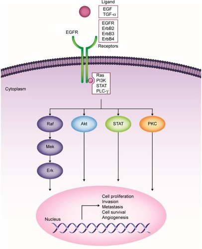 Figure 1 ErbB family of receptors and their associated signaling pathways and downstream effects.