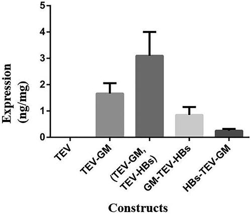 Figure 4. ELISA on plant extract to assess the expression level of GM-CSF in different bicistronic and monocistronic constructs. TEV indicates the leaves transformed by pDE1001 as negative control; TEV-GM, GM-TEV-HBs and HBs-TEV-GM are the leaves transformed by the monocistronic and bicistronic constructs, respectively (TEV-GM, TEV-HBs) indicates the leaves co-agroinfiltrated with both the GM-CSF and HBsAg monocistronic constructs.