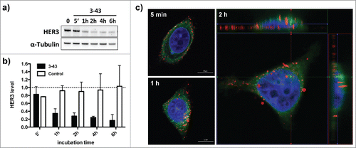 Figure 4. Internalization of IgG 3–43. (a) Cellular HER3 expression levels after incubation of MCF-7 cells with IgG 3–43 (100 nM) analyzed by immunoblotting. (b) Quantification of HER3 levels after incubation with IgG 3–43 or an irrelevant control antibody for the indicated time points. HER3 levels were analyzed by western blot. (c) Confocal fluorescence analysis of MCF-7 cells incubated with Cy5-labeled IgG 3–43 (red) for the indicated time points. Cells were counter-stained with DAPI (blue) and Con-A (green).