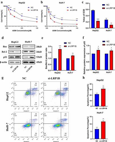 Figure 5. Effect of LRP1B knockdown on HCC cell sensitivity to doxorubicin. (a-b) CCK‐8 assay was used to test the effects of doxorubicin on the viability of HepG2 and HuH-7 cells with LRP1B knockdown. Cells were treated with increasing doxorubicin concentrations for 48 hours. (c) Statistic analyses of IC50 values of LRP1B knockdown HepG2 and HuH-7 cells treated with doxorubicin. (d-f) Western blot results of proteins related to apoptosis in LRP1B knockdown HepG2 and HuH-7 cells treated with doxorubicin. (g-h) Flow cytometry results of apoptosis in LRP1B knockdown HepG2 and HuH-7 cells with doxorubicin. ADM: doxorubicin, *p < 0.05, **p < 0.01, ***p < 0.001.