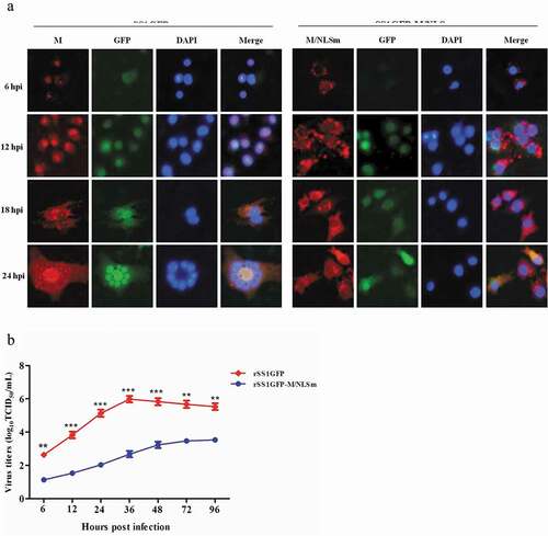 Figure 1. Nucleocytoplasmic trafficking of M protein promotes the replication and cytopathogenicity of NDV by affecting viral RNA synthesis and transcription. (a) The subcellular localization of M protein in rSS1GFP- and rSS1GFP-M/NLSm-infected BSR-T7/5 cells at 6, 12, 18 and 24 hpi. DAPI was used to stain nuclei. Original magnification was 1 × 200. (b) Virus titers were detected in BSR-T7/5 cells at the indicated time points. (c) The CPE and GFP were observed in virus-infected BSR-T7/5 cells at 12 and 24 hpi. Original magnification was 1 × 200. (d) The viral RNA synthesis corresponding to the NP and P genes and (e) viral transcription corresponding to the M and GFP genes in rSS1GFP- and rSS1GFP-M/NLSm-infected BSR-T7/5 cells were detected by qRT-PCR. (f) The expression levels of NP, M and GFP proteins in rSS1GFP- and rSS1GFP-M/NLSm-infected BSR-T7/5 cells were examined by Western blotting. The relative levels of the NP, M and GFP proteins were compared with the control GAPDH expression. Each data indicates the mean ± SD of three independent experiments. P-values are indicated by asterisks (*P < 0.05, **P < 0.01, ***P < 0.001 compared to the value of rSS1GFP-M/NLSm).