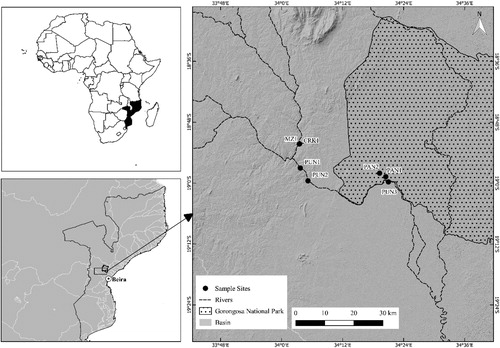 Figure 1. Map illustrating the study area and location of sample sites to ascertain the ichthyofauna assemblage structure and habitat preferences within the Pungwe system, Mozambique.