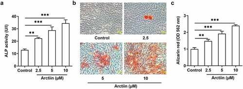 Figure 2. Arctiin promoted the osteogenic differentiation in MC3T3-E1 cells. (a) The viability of ALP was evaluated using an ALP assay kit. (b-c) ARS was employed to detect the level of calcification. **P < 0.01, ***P < 0.001.