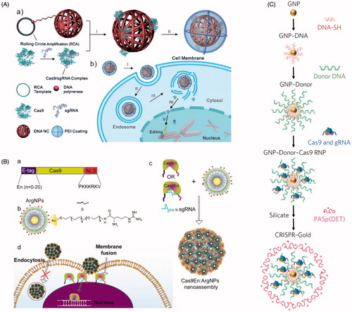 Figure 8. Nanomaterial delivery vehicles for CRISPR delivery. (A) DNA ‘nanoclew’ loaded with Cas9:sgRNA RNP via Watson-Crick base pairing, followed by coating with PEI to improve endosomal escape. Reprinted with permission from Sun et al. (Citation2015). Copyright 2015 John Wiley & Sons. (B) Arginine-modified gold nanoparticles (ArgNPs, positively charged) interact with multiple Cas9:sgRNA RNPs engineered with an E-tag to form a local negatively charged region, forming a nanoassembly that delivers Cas9 via membrane fusion. Reprinted with permission from Mout et al. (2017). Copyright 2017 American Chemical Society. (C) Synthesis of AuNPs engineered to complex with multiple Cas9:sgRNA RNPs, followed by coating in silica and the endosomal disruptive polymer PASp(DET). Adapted with permission from Lee et al. (Citation2017). Copyright 2017 Macmillan Publishers Ltd: Nature Biomedical Engineering.