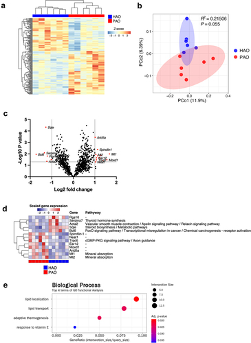 Figure 3.  Gene expression profile in the liver of periodontitis-associated oral microbiota-administered (PAO) and health-associated oral microbiota-administered (HAO) mice (n = 6/group). (A) Hierarchical clustering heatmap of differentially expressed genes in the gut. Differentially expressed genes (DEGs) are listed along the Y-axis in the order that they clustered, as indicated by the colored line along the Y-axis. Each column contains expression values for an individual animal with groups indicated along the X-axis and clustering indicated by the dendrogram above the figure. (B) Principal coordinate analysis based on Bray-Curtis dissimilarity of the PAO and HAO mice gene expression profile. (C) Volcano plot of DEGs. The red dots represent up and down regulation according to the difference in expression (fold change of > 2) and significance (P < 0.05) in PAO mice compared with HAO mice. (D) Heatmap of the DEGs identified by volcano plot. (E) Gene set enrichment analysis of KEGG pathways. The size of the dots corresponds to the number of genes in the reference gene set. The color of the dots corresponds to the adjusted P-value.