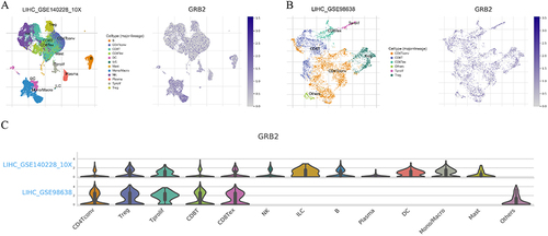 Figure 8 Single-cell sequencing of GRB2 (A–C). There are various immune cell infiltrations in highly expressed GRB2 such as CD4 conv T cells, Treg cells, prolif T cells, CD8T cells and CD8T cells.