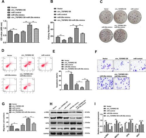 Figure 5 miR-29a mimics significantly rescued circ_TGFBR2-mediated regulation of biological functions. (A) CCK-8 assay was detected the examine the AD-VSMCs cells proliferation under different treatment (n = 3). (B and C) Clonality of AD-VSMCs cells was verified by colony-formation assay (n = 3). (D and E) Flow cytometry was used to measure cell apoptosis of AD-VSMCs cells co-transfected with circ_TGFBR2 overexpression plasmids or miR-29a mimics (n = 3). (F and G) Transwell assay was utilized to detect migration of AD-VSMCs cells transfected with indicative plasmids (n = 3). (H and I) Western blot assay demonstrated the expression of phenotype switch-related proteins expression of AD-VSMCs cells. **p < 0.01, ns = non-significant in Tukey’s post-hoc comparisons test (A, B, E, G and I).