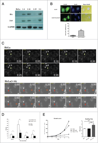 Figure 3. FLJ25439 overexpression induces midbody arrest and retards mitosis during cell cycle progression. (A) Western blot identification of stable HeLa clones expressing exogenous HA-FLJ25439 fusion protein. HeLa cells were transfected for stable expression of HA-Flag-FLJ25439 protein, and stably expressing HA-tagged FLJ25439 protein was selected based on immunoblotting of cell lysate with anti-HA or 2A4 antibodies. Among cell lines tested HeLa(1-16) expresses relatively higher level of exogenous FLJ25439 protein. (B) Representative image of HeLa cells transfected with EGFP-FLJ25439 fusion protein (upper panel) and percentage of cells with midbody was scored (lower panel). Note that a large amount of cells transfected with EGFP-FLJ25439 display cytokinetic defect with prominent midbody (white arrows in D, F) decorated with EGFP compared to EGFP vector only-transfected cells. Data are mean ± S.D (n = 4, 100 cells each). **, P < 0.05. Bar, 5 μm. (C) Sequential images of HeLa (upper panel) and HeLa(1-16) (lower panel) synchronized by release from double thymidine block were captured by time lapse microscope. Arrows indicate cells undergoing mitosis. Red arrows track HeLa (1-16) that show increased time in mitosis compared to its normal counterparts (yellow arrows in HeLa or orange arrows in HeLa(1-16)). (D) Quantitative analysis of cell cycle phase of HeLa (1-16) vs HeLa wild type as a function of time (minutes). Pro-M, prometaphase; M, metaphase; A, anaphase; T, telophase. Data are mean ± S.D (n = 11). (E) HeLa(1-16) is less sensitive (IC50 = 647 μM) to oxidative stress than HeLa (IC50 = 106 μM). Cell viability was assayed by MTT assay. Data are mean ± SD (n = 3).