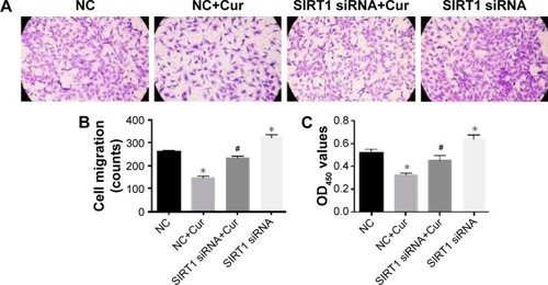 Figure 7 SIRT1 siRNA blocked the protective effect of curcumin against migration and proliferation in Ang II-treated cardiac fibroblasts (CFs).