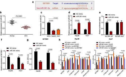 Figure 5. miR-381 targets SETDB1 to suppress AKT pathway. a, the binding sites of miR-381 on SETDB1 predicted by starBase. b, miR-381 expression in clinical HCC tissues (n = 52) and normal liver tissues (n = 45) determined by RT-qPCR, * p < 0.05, compared to normal liver tissues. c, miR-381 expression in HCC cell lines determined by RT-qPCR, * p < 0.05, compared to MIHA cell line. d, miR-381 overexpression efficiency in Hep3B and Huh7 cells determined by RT-qPCR, * p < 0.05, compared to NC-mimic. e, target relationship of miR-381 on SETDB1 validated by dual luciferase assay. F, SETDB1 expression in Hep3B and Huh7 cells after ectopic miR-381 expression determined by RT-qPCR, * p < 0.05, compared to NC-mimic. g, SETDB1 expression in Hep3B and Huh7 cells after ectopic miR-381 expression determined by ELISA, * p < 0.05, compared to NC-mimic. h, SETDB1, AKT, mTOR, PT308-AKT, PS2448-mTOR and PS473-AKT in Hep3B and Huh7 cells treated with miR-381 mimic or combined with os-SETDB1 determined by ELISA, * p < 0.05, compared to NC mimic + oe-NC; # p < 0.05, compared to miR-381 mimic + oe-NC. The cell experiment was repeated three times.