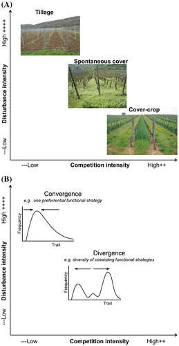 Figure 2. (A) Representation of three inter-row soil management in vineyards according to disturbance–competition intensity hypothesis proposed by Grime (Citation1979). (B) Hypothesis about how soil inter-row management practices determine the functional structure of the communities. High disturbance, corresponding to tillage treatment, leads to shift in community weighted-trait and decreasing functional diversity (trait convergence). Vegetation cover will favour strong biotic interactions, selects individuals depending on their differences in trait values, and leads to increasing functional diversity (trait divergence according to niche differentiation hypothesis).