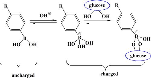 Figure 1 Schematic diagram of the interaction between PBA and glucose.