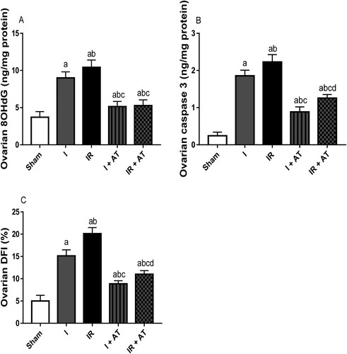 Figure 5. Effect of atorvastatin on markers of genotoxicity and apoptosis in ovarian I/R animal model. Data are presented as mean ± SD of 8 replicates per group. I: Ischaemia, I/R: Ischaemia/reperfusion, AT: Atorvastatin. a p < 0.05 versus sham, bp < 0.05 versus I, cp < 0.05 versus IR, dp < 0.05 versus I+ AT using one-way analysis of variance (ANOVA) followed by Tukey's post hoc test for pairwise comparison.