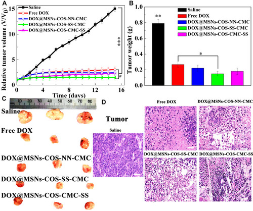 Figure 8 In vivo antitumor effects of DOX-loaded nanoparticles on HeLa tumor-bearing mice. (A) Relative tumor volumes after intravenous injection. Data are presented as the mean value ± standard deviation (n=3). *Means P < 0.05, **means P<0.01 and ***means P <0.001, compared with the control group. (B) Tumor weight. (C) Tumors images stripped from mice after 15 days. (D) H&E staining analysis of tumor (Scale bar, 50 μm).Abbreviations: MSNs, mesoporous silica nanoparticles; DOX, doxorubicin hydrochloride; COS, chitosan oligosaccharide; COS-SS, disulfide-containing chitosan oligosaccharide; COS-NN, non-cleavable chitosan, diallyl disulfide was replaced by N,N′-methylenebisacrylamide; CMC, carboxymethyl chitosan; CMC-SS, disulfide-containing carboxymethyl chitosan.