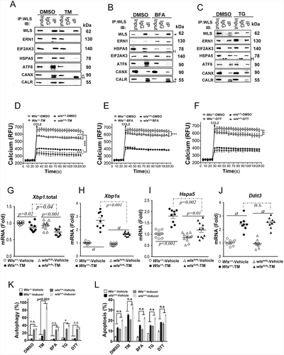 Figure 3. WLS coordinates a multi-protein complex and regulates ER stress response in BMDCs