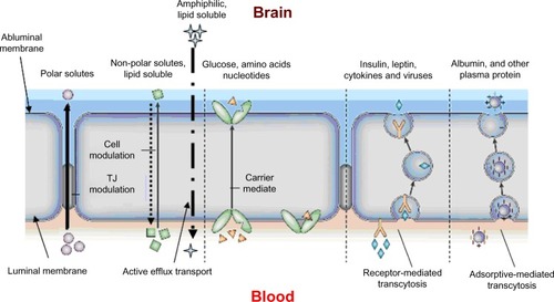 Figure 2 Potential transport mechanisms across the blood–brain barrier. Diffusion and active transport are the main transport mechanisms.Abbreviation: TJ, tight junction.