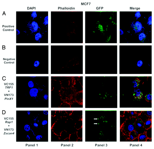 Figure 2. Confocal images of bimolecular fluorescence complementation (BiFC) results in MCF7 cancer cells. DNA was labeled with DAPI (blue, shown in panel 1). Actin filaments were labeled with a fluorescent phalloidin (red, shown in panel 2). Panel 3 is the BiFC signal generated by interaction of the GFP fluorophore components based on proximity. The last panel (panel 4) represents the merged images. (A) GFP signal (green) (shown in the panel 3) was used as a positive control for transfection efficiency in MCF7 cancer cells. The corresponding overlaid images are shown in the last panel. (B) Two vector fragments (pBiFC-VC-155 and pBiFC-VN-173) (shown in panel 3) were used as negative control for BiFC in MCF7 cancer cell line. (C) Two vector fragments (pBiFC-VC-155-TRF1 and pBiFC-VN-173-PinX1) were combined to produce a bimolecular fluorescent complex (green, shown in panel 3). (D) Visualization of Zscan4 and Rap1 complex in MCF7 cancer cells using BiFC analysis (green, shown in panel 3). The images (shown in panel 3) are representative of BiFC analysis for the interaction between Zscan4 and Rap1. Images were generated under an Olympus APON 60X TIRF NA 1.4 objective.