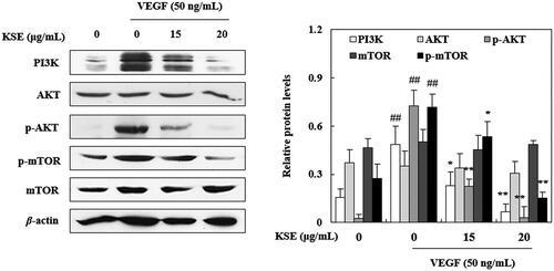 Figure 4. The effects of KSE on inhibition of PI3K/AKT/mTOR signalling pathway in HUVECs. HUVECs were treated with or without KSE for 2 h followed by VEGF treatment for 2 h and total cell lysates were subjected to western blotting to detect expression levels of proteins. Significance of difference was compared with the control at ##p < 0.01, and with VEGF group at *p < 0.05 and **p < 0.01 by one-way ANOVA and Tukey’s multiple comparison.