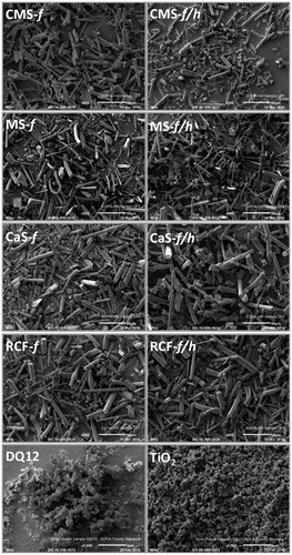 Figure 1. Scanning electron microscopy images of the fibers and particles investigated, including CMS-f (unheated fibers), CMS-f/h (heated fibers), MS-f (unheated fibers), MS-f/h (heated fibers), CaS-f (unheated fibers), CaS-f/h (heated fibers), RCF-f (unheated fibers), RCF-f/h (heated fibers). The scale of each image is included at the bottom right of each image, and represents 50 μm on the HTIW images, and 5 μm on the images of DQ12 and TiO2.