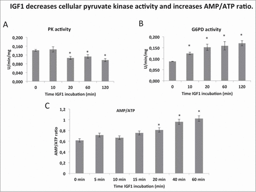 Figure 2. IGF1 decreases cellular pyruvate kinase activity and increases AMP/ATP ratio. (A and B) report the assay of pyruvate kinase (PK) and glucose 6 phosphate dehydrogenase activity (G6PD) respectively after several time-points of IGF1 incubation in the Calu-1 homogenate. Enzymatic activities are expressed as U/min/mg, and represent al least 5 experiments for each value. (C) AMP and ATP concentrations were determined by enzymatic assay and the AMP/ATP ratio was then calculated. The * indicates that the value is statistically different from that of the control (0 min) for P < 0.01.