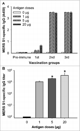 Figure 1. Comparison of IgG antibodies induced by S377-588-Fc at different antigen doses. Mice were immunized without (0 µg) or with 1, 5, or 20 µg of S377-588-Fc, and sera were assessed for MERS-CoV S1-specific IgG antibody by ELISA. (A) IgG was tested in sera (1:3,200 dilution) of mice before (pre-immune) and 10 d post-each immunization, and the data are presented as mean A450 ± standard deviation (SD) from 5 mice in each group. (B) Sera from 10 d post-last immunization were tested for S1-specific IgG titers and expressed as the endpoint dilutions that remain positively detectable. The data are presented as mean titers ± SD from 5 mice in each group. Significant differences were noted between the groups immunized with 5 or 20 µg, respectively, and 1 µg of MERS-CoV RBD (*).