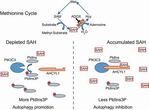 Figure 6. Working model. AHCYL1 senses the intracellular SAH to control autophagy. SAH enhances the interaction between AHCYL1 and PIK3C3, which is mediated by the N terminus of AHCYL1 and the catalytic domain of PIK3C3, leading to inhibition of PIK3C3 activity. When cells are in presence of SAH, the enhanced interaction suppresses the production of PtdIns3P, which blocks the autophagy initiation. When in the absence of SAH, the decreased interaction releases PIK3C3 to produce PtdIns3P, eventually promotes autophagy.