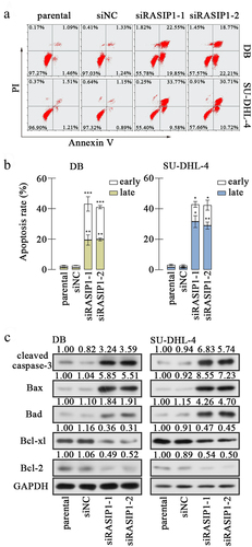 Figure 3. The RASIP1 silencing facilitated apoptosis of DLBCL cells.Footnote1