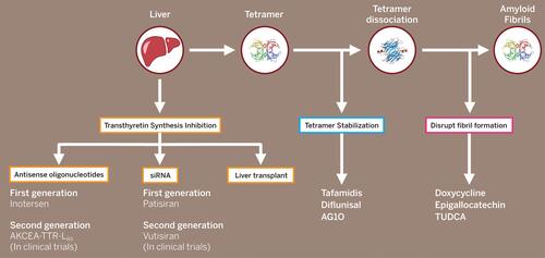 Figure 4 Treatment for Transthyretin Amyloidosis.Abbreviations: siRNA, small interfering RNA; TUDCA, tauroursodeoxycholic acid.