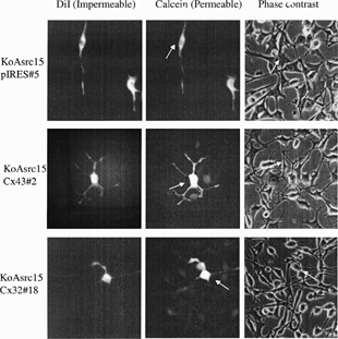 Figure 4 Testing for the presence of Gap Junctional Intercellular Communication. Functional expression of gap junctions was tested by a preloading assay, where transfer of the gap junction permeable dye (calcein) from donor cells labeled with DiI, to the neighboring recipient cells was measured. Fluorescent images are shown for DiI (A) and Calcein (B), with corresponding phase contrast images (C). KoAsrc15 pIRES clone 5 serves as a negative control (top panels). Arrows indicate cells that were preloaded in the Calcein and phase contrast images. Examples of the better coupled Cx43 (clone 2-middle panels) and Cx32 (clone 18-bottom panels) transfected clones are shown.