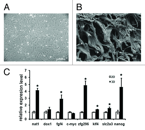 Figure 2. Morphology and pluripotency induction of MEFs by 3-D culture. A, The phase-contrast image of MEFs cultured on 2-D culture dish. B, The image of scanning electronic microscopy of MEFs cultured in 3-D collagen scaffolds. Diversity morphologies of cells in 3-D were observed with round (indicated by asterisk), shuttle shape-like (indicated by arrow) or spread-out appearances (indicated by triangle). C, qPCR analysis of ES marker genes in MEFs cultured under 3-D and 2-D conditions for 12 d. *p < 0.001.