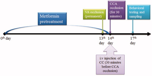 Figure 1. Outline scheme of experimental designs. Rats were pretreated with metformin over 14 d and on days 13 and 14, the 4VO surgery was done. On the day 17, the behavioural tests for passive avoidance task and neurological scores were evaluated and rats were scarified for molecular measurements (CCA, common carotid arteries; VA, vertebral arteries; CC, compound C).