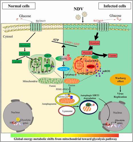 Figure 10. Diagram depicting NDV-driven energy metabolic reprogramming to facilitates virus replication. NDV promotes glucose utilization and aerobic glycolysis in infectious cells, Upregulating glycolysis (the Warburg effect) can compensate for the lack of ATP production by the OXPHOS. In brief, NDV infection is harmful not only for mitochondria but also promotes mitochondria from fusion to fission and energy stress (imbalance in ATP, ADP and AMP levels). Damaged mitochondria were degraded by selective autophagy, SIRT3 was degraded by PINK1-PRKN-dependent selective mitophagy. Consequently, degradation of SIRT3 in damaged mitochondria, increases cellular mROS levels, leading to increased HIF1A stabilization and its target genes expression in NDV infectious cells, shifts mitochondrial bioenergetic metabolism toward aerobic glycolysis.